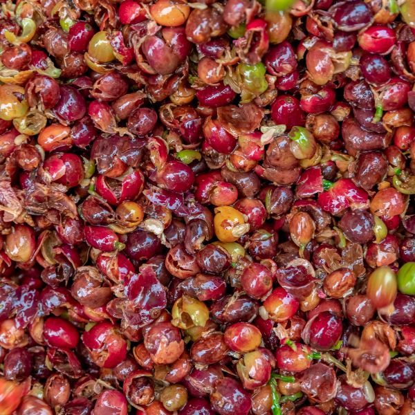 VỎ CÀ PHÊ - Ảnh 4